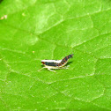 Leafhopper (nymph)
