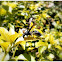 Wasp
