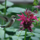 Ruby-throated Hummingbird