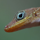 Zandoli