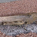 locust