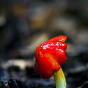 Wax cap