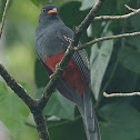 Trogon Coliplomizo Macho y Hembra
