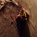 St. Lawrence Tiger Moth