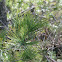 Eastern white pine