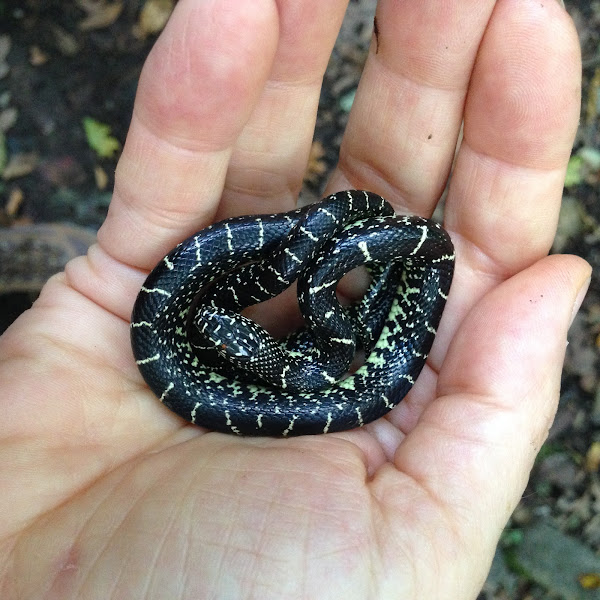 Black kingsnake (young of the year) Project Noah