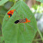 Flag-footed Bug