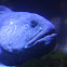 Wolffish