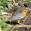 Orange headed thrush
