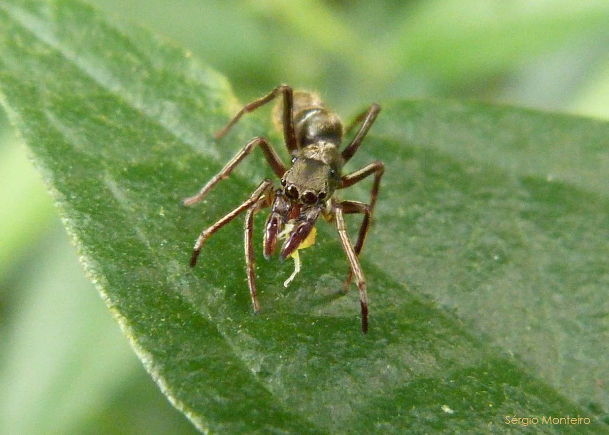 Ant mimicking spider