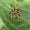 Ant mimicking spider