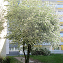 Hawthorn