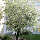 Hawthorn