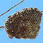 Paper Wasp