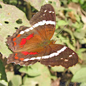 Banded Peacock Butterfly