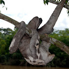 Three-Toed Sloth