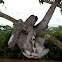 Three-Toed Sloth