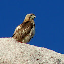 Red-tailed Hawk