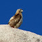 Red-tailed Hawk