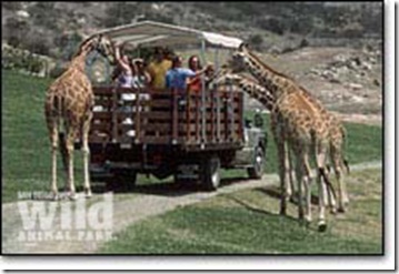 wap_caravan_giraffe_feed
