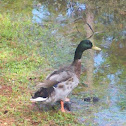 Mallard (Wild Duck)