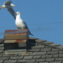 Ring-billed Gull