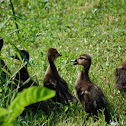 Mallard