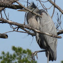 Unnamed spotting