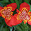 Tiger Flower or Flor del Jaguar