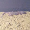 Mediterranean Gecko