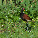 Wattled Jacana