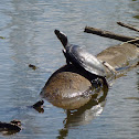 Eastern Painted Turtle
