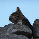 Cat (Gatto)