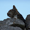 Cat (Gatto)