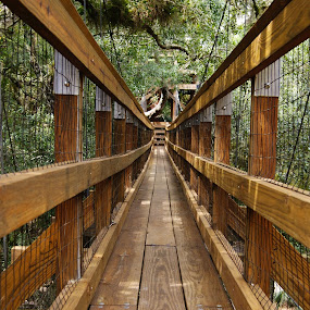 canopy walkway by Sandra Cannon - Landscapes Forests