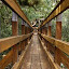 canopy walkway by Sandra Cannon - Landscapes Forests