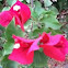 Bouganvillea