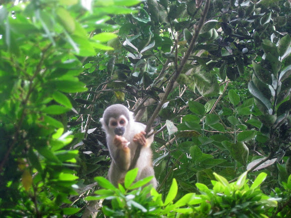 Spotting Image 1