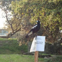 Black Backed Magpie