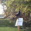 Black Backed Magpie