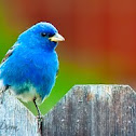 Indigo Bunting