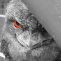 Frogmouth