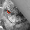 Frogmouth