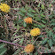 Yellow-Puff