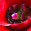 Bromelia