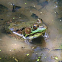 Green Frog