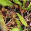 Round-leaved Sundew