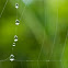Spiderweb