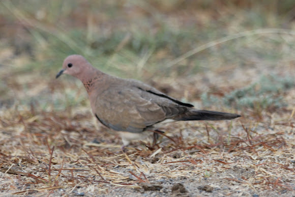 Spotting Image 1