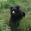 Sloth bear